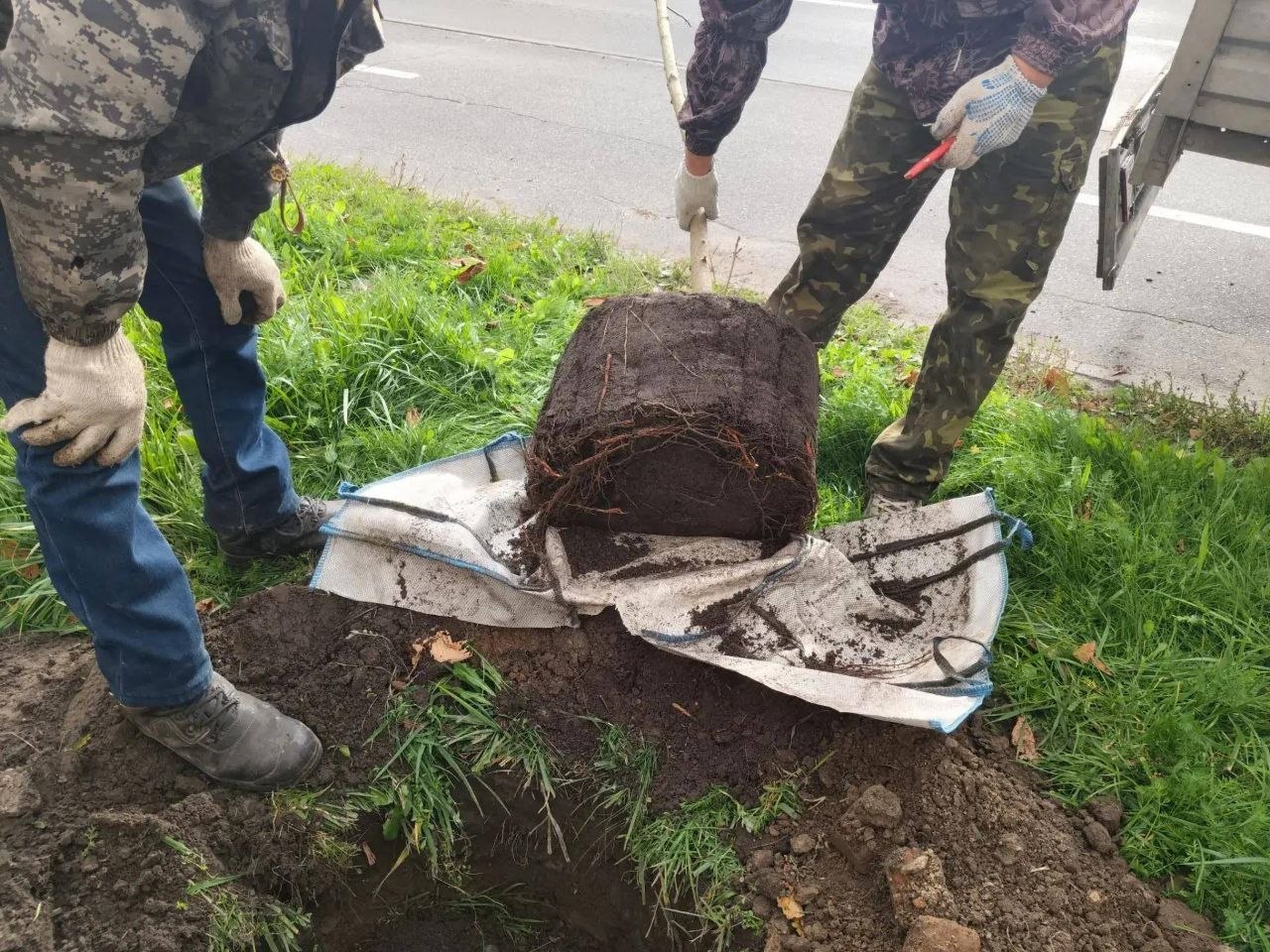 В Заневском поселении подведены итоги осеннего озеленения