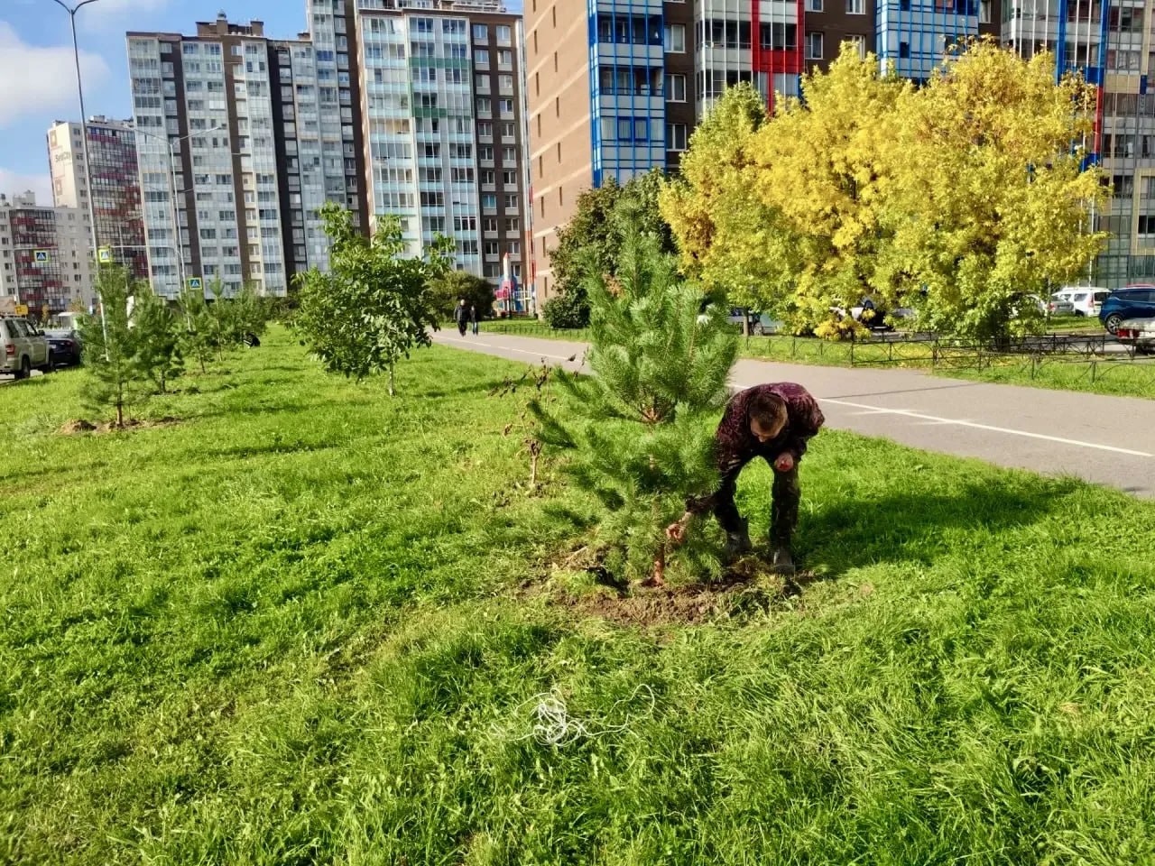 В Заневском поселении проводится осеннее озеленение
