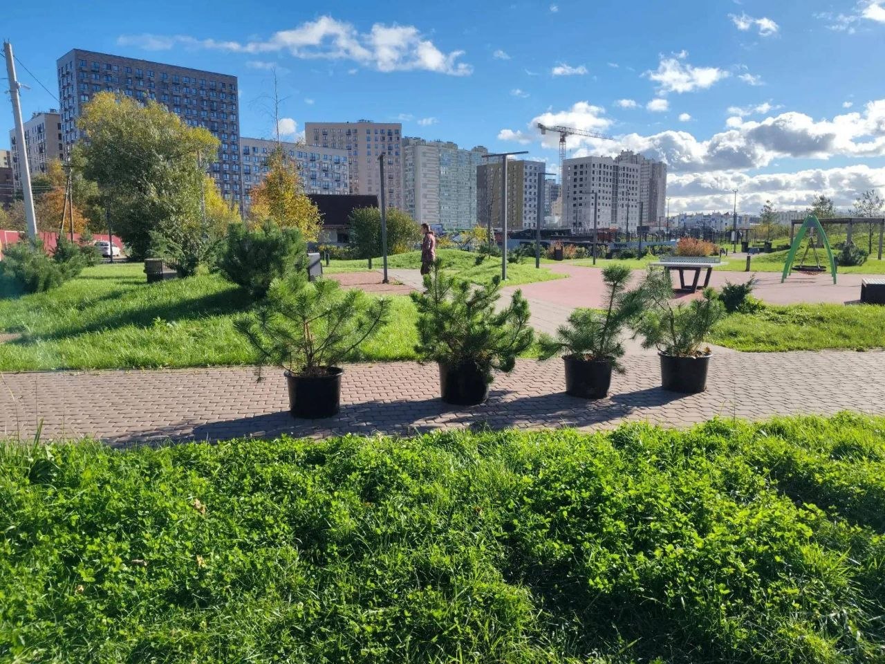В Заневском поселении подведены итоги осеннего озеленения