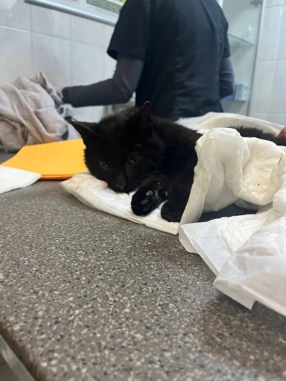 В Кудрово спасли кота, в которого стреляли из пневматики