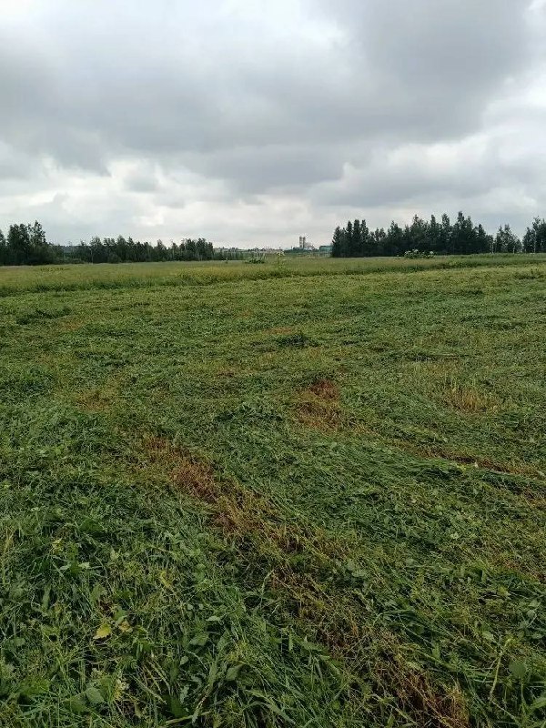 В Заневском поселении выписано 140 штрафов за борщевик Сосновского